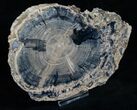 Blue Forest Petrified Wood Slice - #13660-1